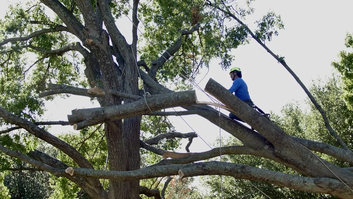 Professional Hazardous Tree Removal performed by certified arborists in Rocky Mount